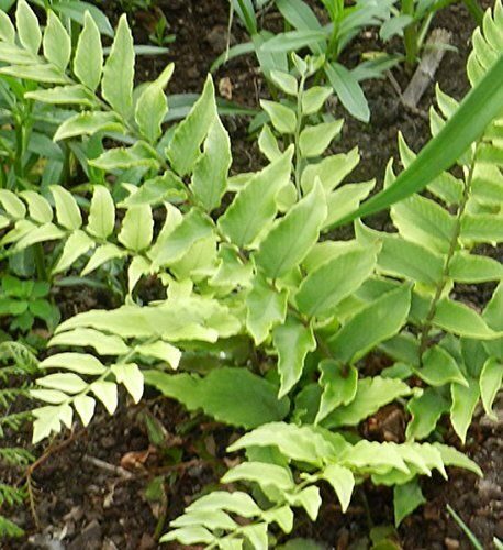 Cyrtomium fortunei var. clivicola